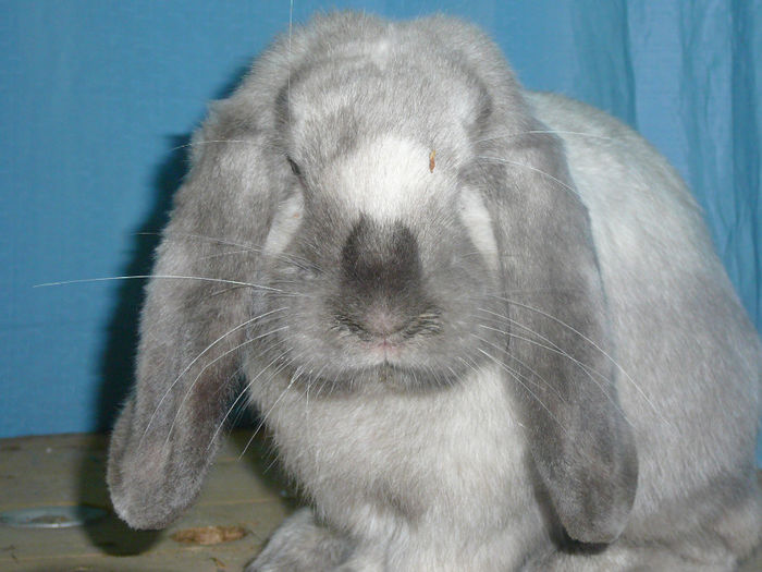 Mascul culoarea : Sallander_1 (2014) - arhiva matca-berbeci