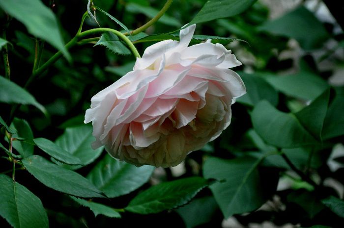 DSC_0081 - A Shropshire Lad