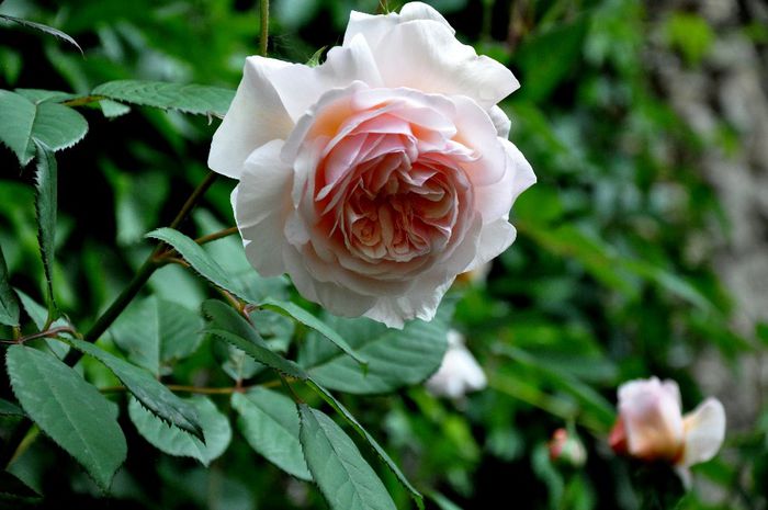 DSC_0082 - A Shropshire Lad