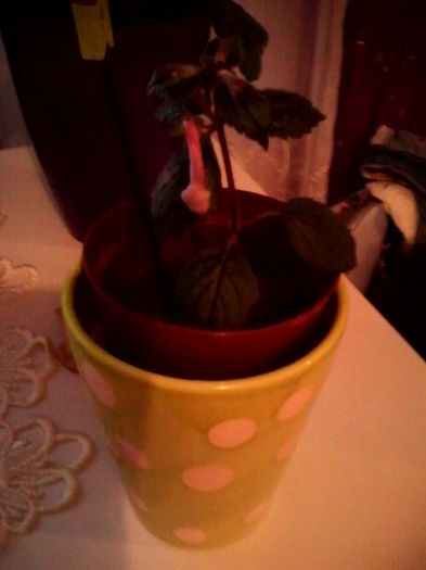 achimenes mov  mic si harnicut