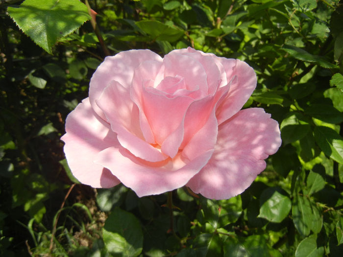 Rose Royal Highness (2014, May 21)