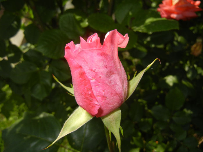 Rose Royal Highness (2014, May 21)