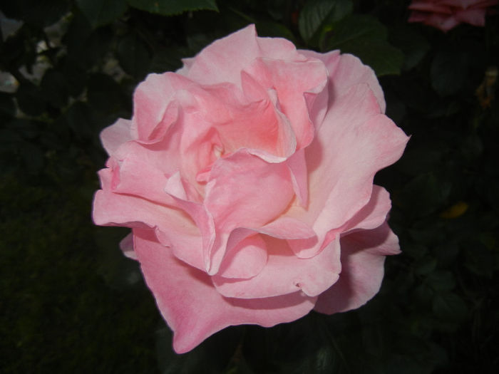 Rose Royal Highness (2014, May 24) - Rose Royal Highness