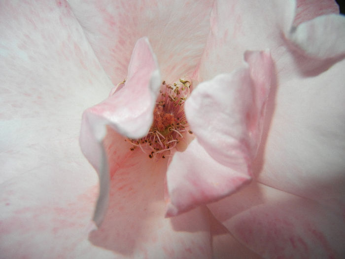 Rose Royal Highness (2014, May 24) - Rose Royal Highness