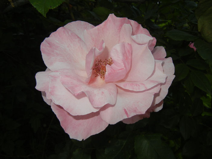 Rose Royal Highness (2014, May 24) - Rose Royal Highness
