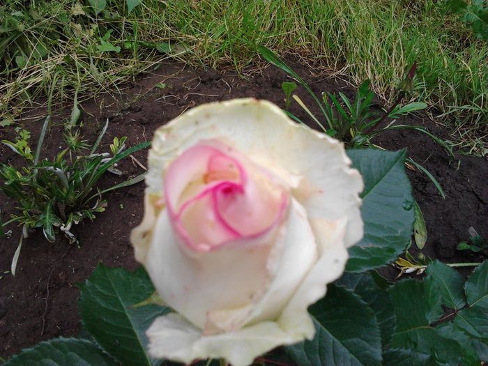 2014-05-31 16.17.26