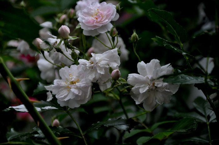 DSC_0111 - PAUL S HIMALAYAN MUSK