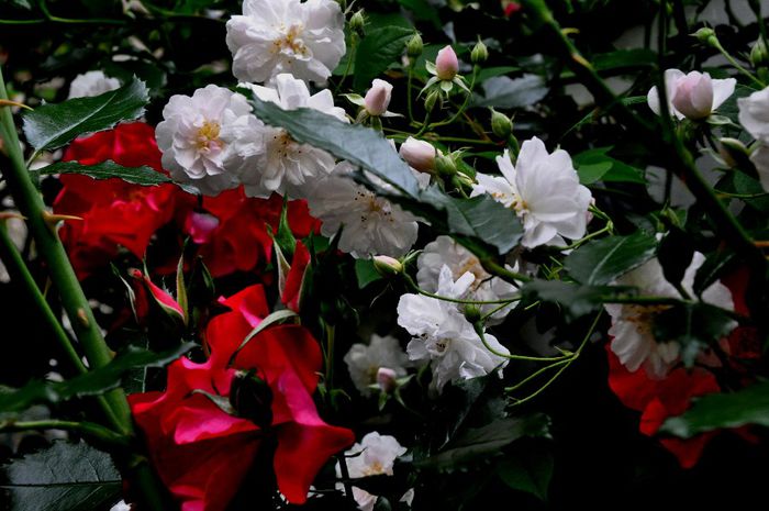 DSC_0119 - PAUL S HIMALAYAN MUSK