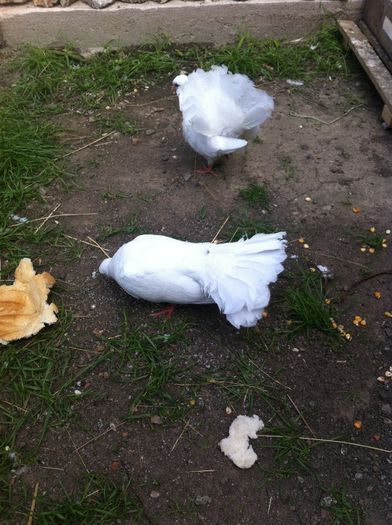 image; Pui 2014 voltati
