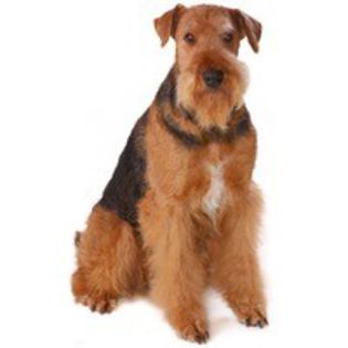 airedale-terrier_170 - z-Airedale Terrier