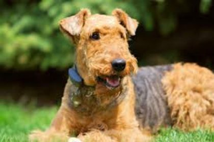 descărcare - z-Airedale Terrier