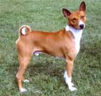 descărcare - z-Basenji