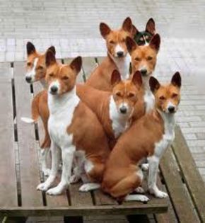 descărcare (2) - z-Basenji