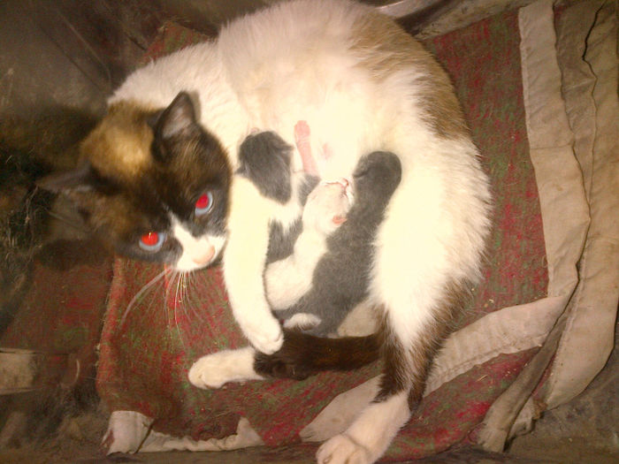 mamica cu pui - catei si pisici