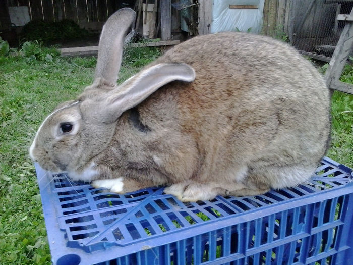 Fem.2... 5 luni,montata..; Montata.
