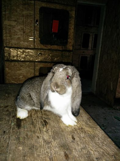 o femela f valoroasa pt mine