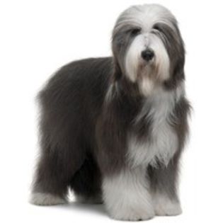 bearded-collie_23 - z-Bearded Collie