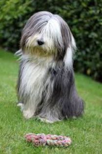 descărcare - z-Bearded Collie