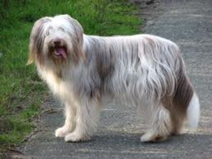 descărcare (1) - z-Bearded Collie