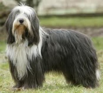 descărcare (2) - z-Bearded Collie