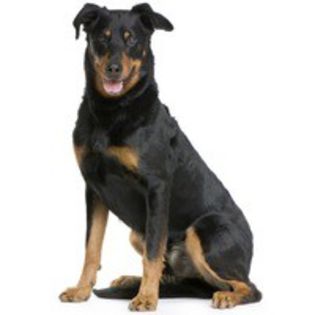 beauceron_24