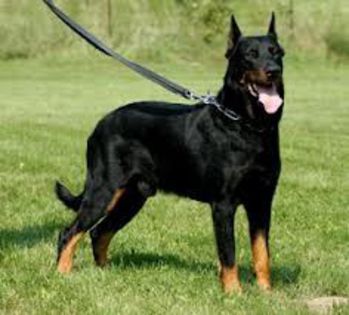 descărcare (2) - z-Beauceron