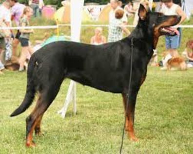 descărcare (3) - z-Beauceron