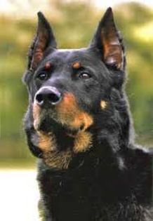 descărcare (4) - z-Beauceron