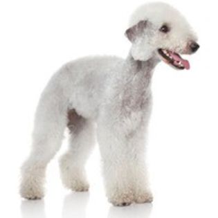 bedlington-terrier_172 - z-Bedlington Terrier