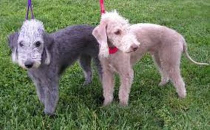 descărcare (2) - z-Bedlington Terrier