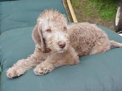 descărcare (4) - z-Bedlington Terrier