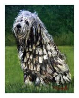 descărcare (2) - z-Bergamasco