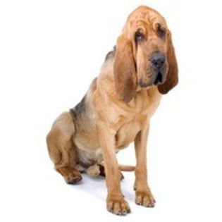 bloodhound_143 - z-Bloodhound