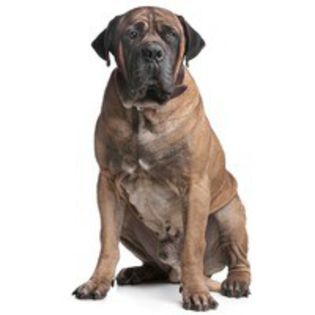 boerboel_219 - z-Boerboel