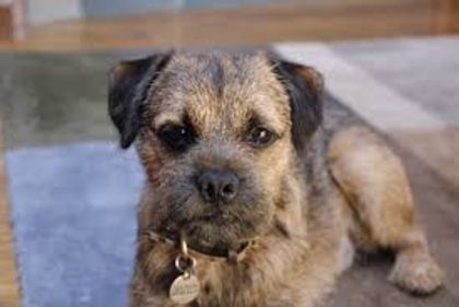 descărcare - z-Border Terrier