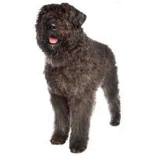 bouvier-des-flandres_4 - z-Bouvier des Flandres