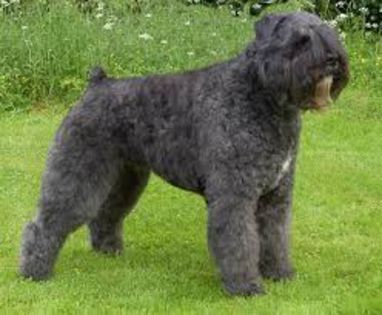 descărcare - z-Bouvier des Flandres