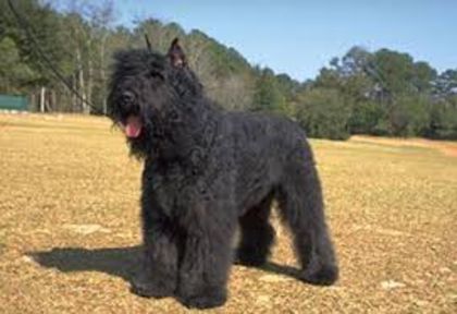 descărcare (1) - z-Bouvier des Flandres