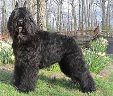 descărcare (3) - z-Bouvier des Flandres