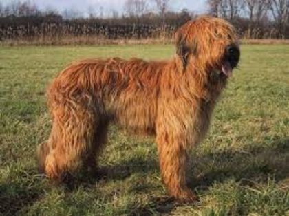 descărcare - z-Briard