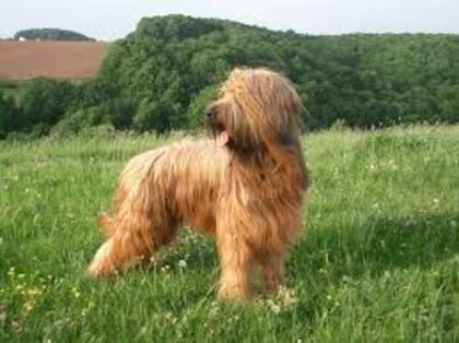 descărcare (1) - z-Briard