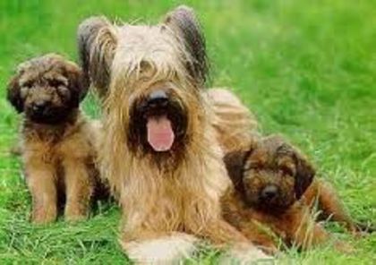 images - z-Briard