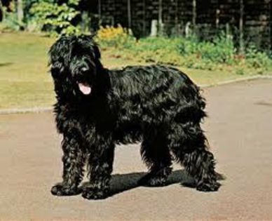 images (1) - z-Briard