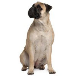 bullmastiff_45 - z-BullMastiff