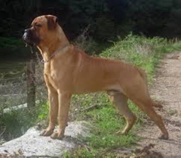 descărcare - z-BullMastiff