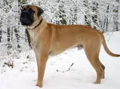 descărcare (1) - z-BullMastiff