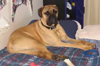 descărcare (3) - z-BullMastiff