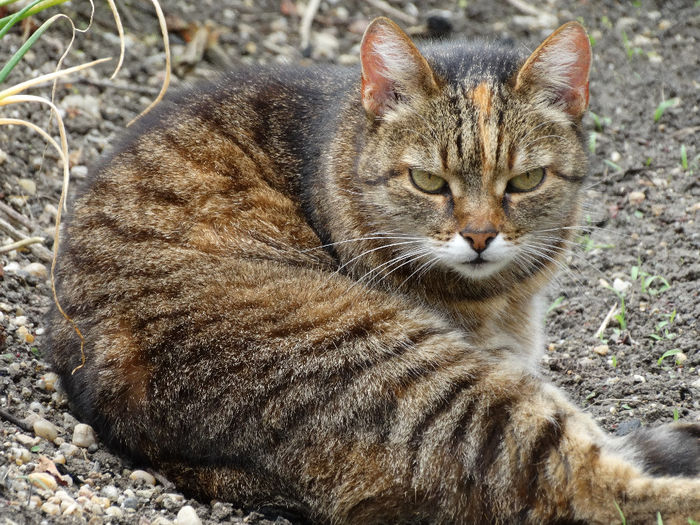 Dixie - Pisici