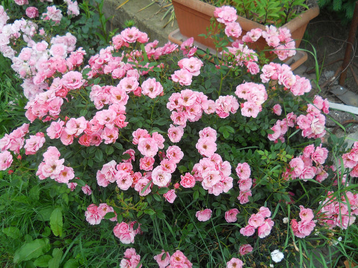 DSCN3757_001