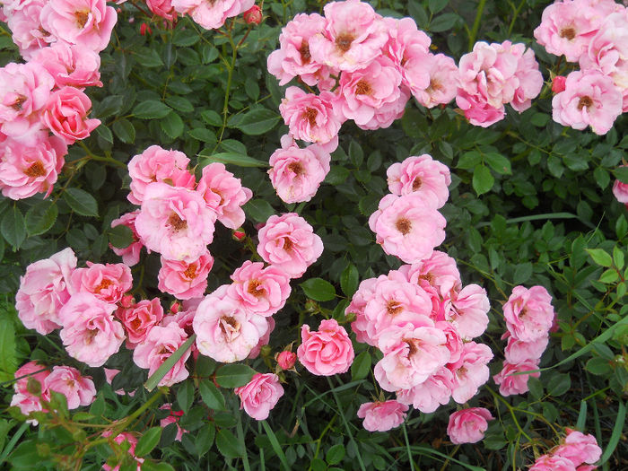 DSCN3759_003